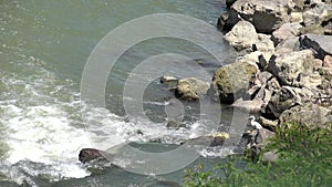 Muddy River after a Stormy Mountains, Creek on Raining Day, Spring Brook, Inundation Calamity, Stones, Rocks, Nature