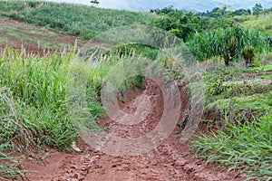 Muddy road with adventure to the forest in rainy season. Off road track. The road was filled with mud. When it rains, making dirt