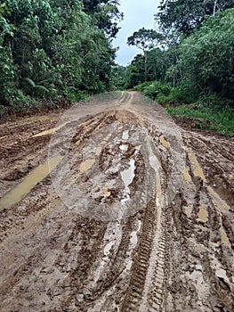 muddy road with bike trail in borneo jungle