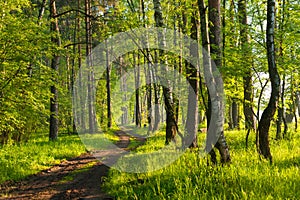 A muddy road through a mixed tree forest at sunrise during spring with rays and shadows