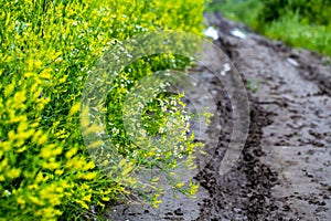 Muddy road with mud and puddles in the field