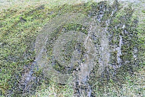 Muddy road on wet green grass