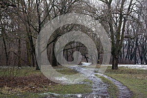 Muddy road in the winter forest