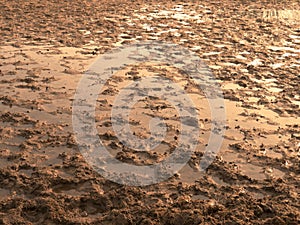 Muddy field with puddles and traces of ungulates photo