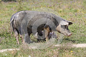 Muddy sow with three pigs in a meadow