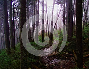 A Muddy Trail through Misty Forest