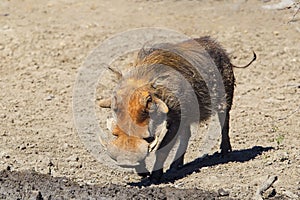 Muddy Warthog