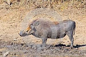 Muddy Warthog