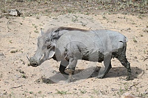Muddy Warthog