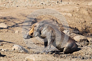 Muddy Warthog