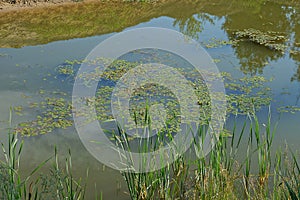 Muddy water in a swamp overgrown with green algae