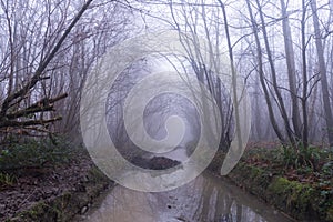 A muddy wet path through a spooky forest. On a foggy, winters day