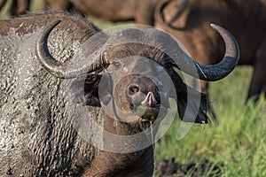 A muddy young African bufallo curiously looking at the photograp