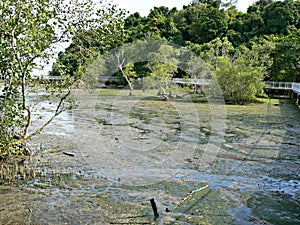 Mudflats, Chek Jawa photo