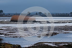 Mudflats at Holes Bay in Dorset