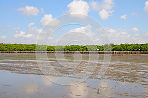 Mudflats at Low Tide on a Fine Day