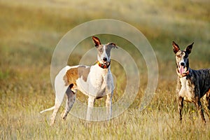 Mudhol hound breed, Poachers use these dogs for hunting, Satara, photo