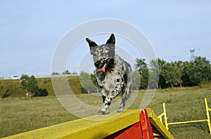 Mudi crossing the dog walk obstacle