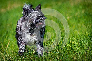 Mudi dog in the grass active