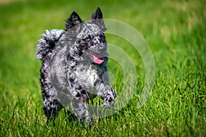 Mudi dog in the grass active