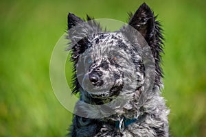 Mudi dog in the grass active