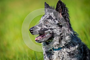 Mudi dog in the grass active