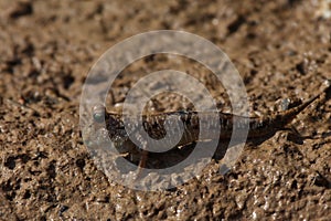 Mudskipper