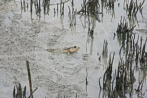 Mudskipper