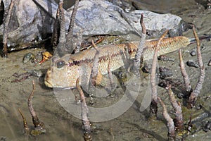 Mudskipper