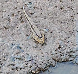 Mudskipper