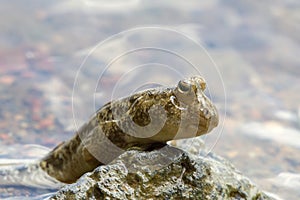 Mudskipper