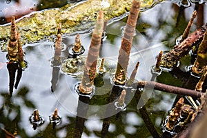 Mudskipper