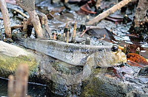 Mudskipper, Amphibious fish