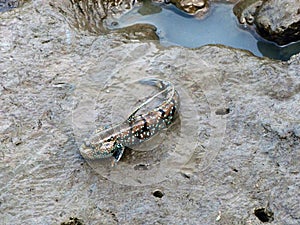 Mudskipper or Amphibious fish