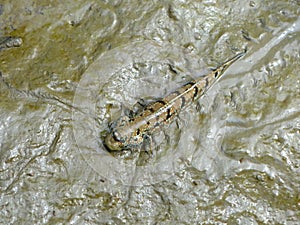 Mudskipper or Amphibious fish photo