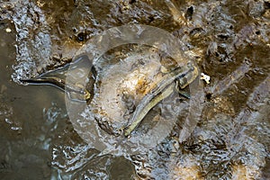 Mudskipper or Amphibious fish