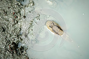 Mudskipper or amphibious fish