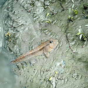 Mudskipper or amphibious fish