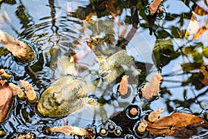 Mudskipper, Amphibious fish photo