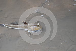 Mudskipper