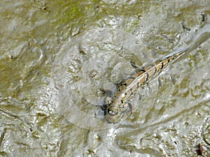 Mudskipper or Amphibious fish photo