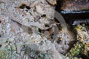 Mudskipper, Amphibious fish on swamp.