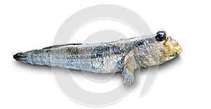 Mudskipper, Amphibious fish on white background