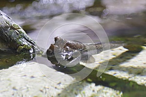 Mudskipper fish