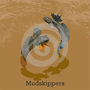Mudskipper fish