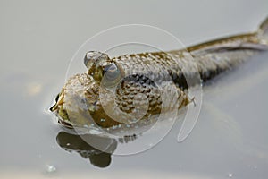 Mudskipper fish