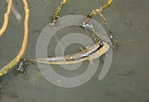 Mudskipper fish