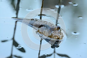 Mudskipper fish