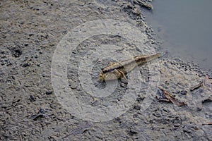 Mudskipper fish