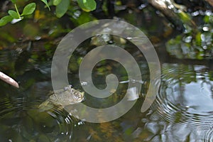 Mudskipper fish or Amphibious fish,  on the mangrove